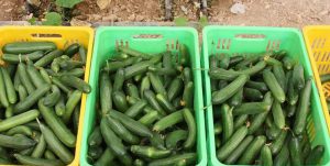 آلودگی خیار حمیدیه به ویروس کرونا شایعه است/ اظهارنظر برخی افراد مسئول باید بر اساس داده های متقن باشد آلودگی خیار حمیدیه به ویروس کرونا شایعه است/ اظهارنظر برخی افراد مسئول باید بر اساس داده های متقن باشد